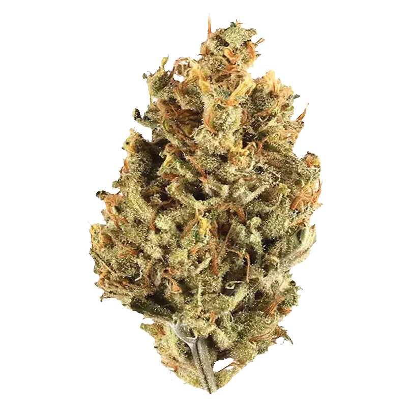 Close-up front view of a single dense bud of Cranberry Cough, showing frosty trichomes and orange pistils against a white background