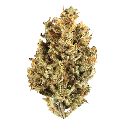 Close-up front view of a single dense bud of Cranberry Cough, showing frosty trichomes and orange pistils against a white background