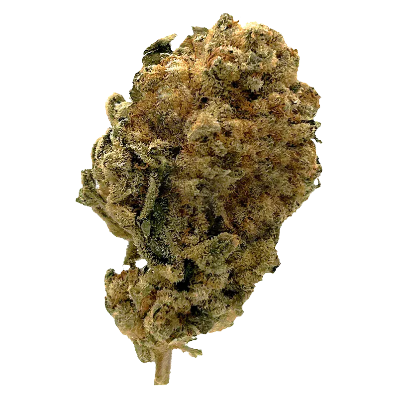 Station House 3.5 g White Widow Flower