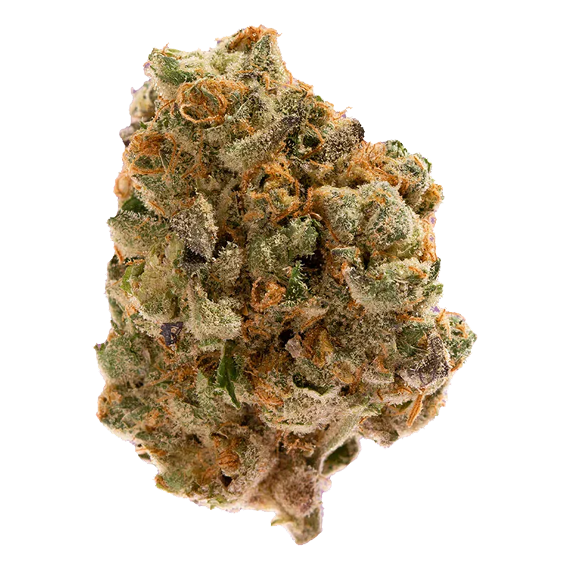 Close-up of a frosty, orange-haired bud labeled Dutch Treat against a clean white background.