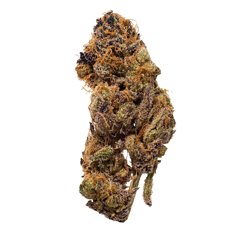 Top-down close-up of a single dried bud showcasing the green, purple, and orange hairs of the Guava Barz.