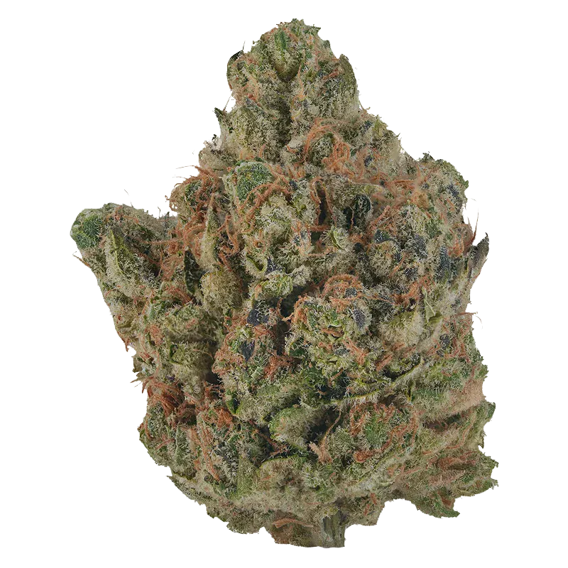 Close-up top-down view of a dense, frosty bud of Orange Turpentine showing green leaves and orange hairs.