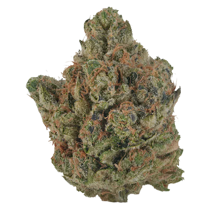 Close-up top-down view of a dense, frosty bud of Orange Turpentine showing green leaves and orange hairs.