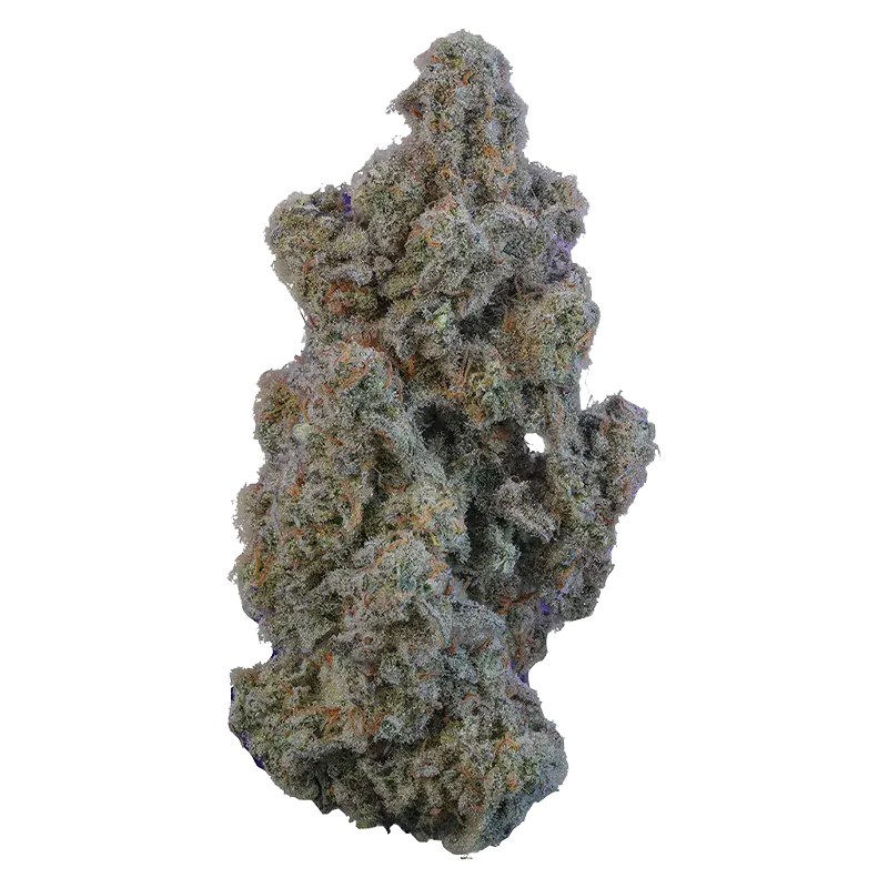 Close-up of a frosty nugget of Marshmallow Milk against a white background, showing dense trichomes and orange pistils.