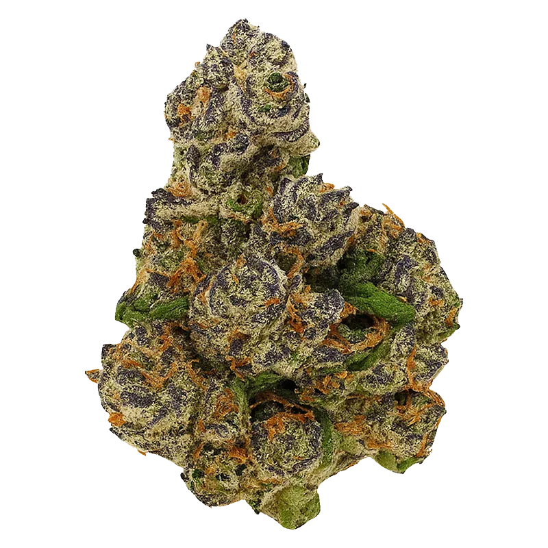 Close-up front view of a single dense bud of OG showing purple-tinted leaves, bright orange hairs, and frosty trichomes.