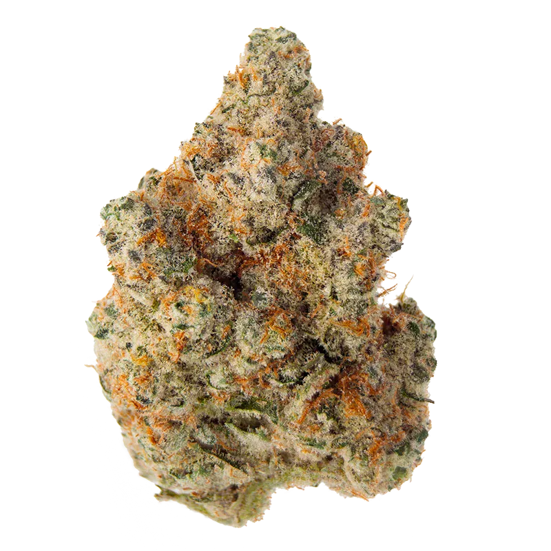 Close-up front view of the dense, frosty Masterpiece cannabis bud showing green and orange hairs against a white background.