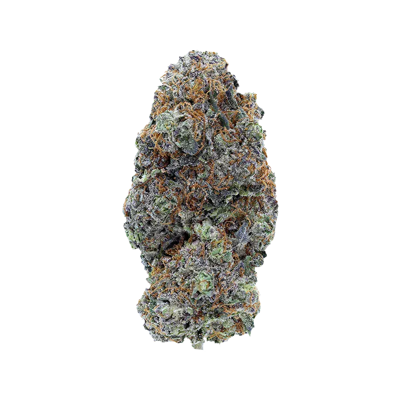 Close-up front view of a single frosty, purple-green bud of LSO Collection Blueberry Vendetta against a white background