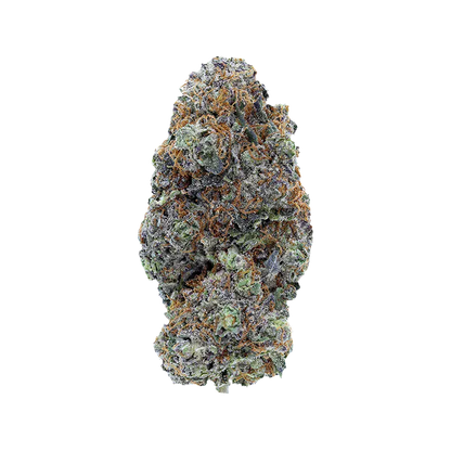 Close-up front view of a single frosty, purple-green bud of LSO Collection Blueberry Vendetta against a white background