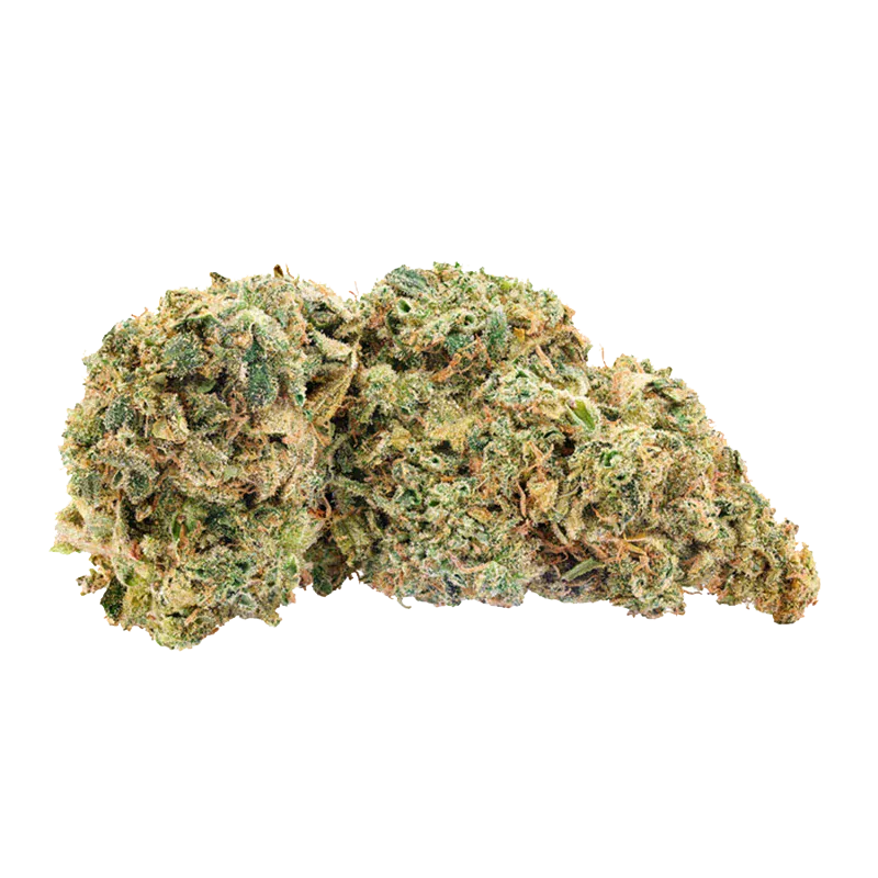Close-up of a frosty bud of Britney's Frozen Limelight against a white background, showing green leaves and orange hairs.