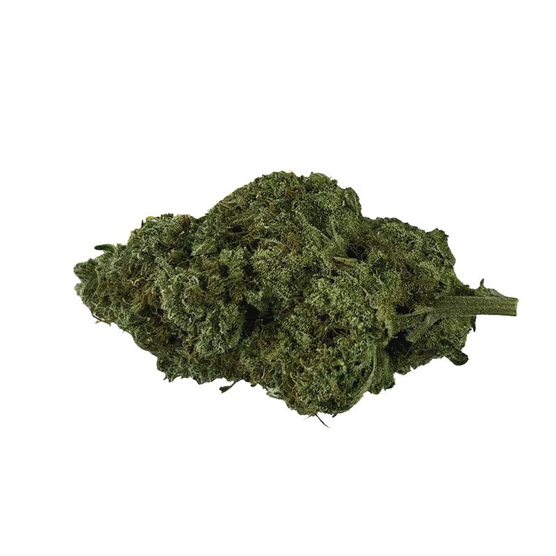 Close-up of a single green bud of Organic Electric Skunk shown from a slight top angle against a plain white background.