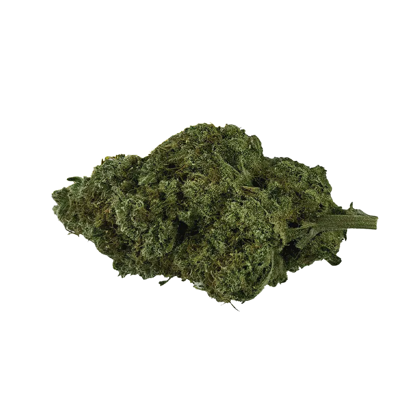 Close-up of a single green bud of Organic Electric Skunk shown against a white background, side view highlighting its dense trichome-covered surface