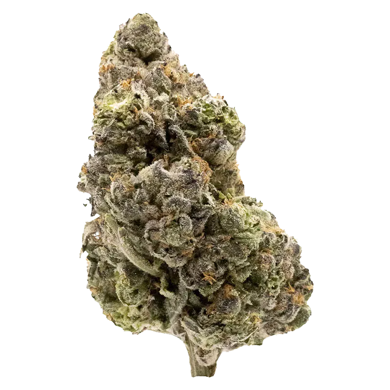 FIGR 3.5 g Midnight Sherb Flower