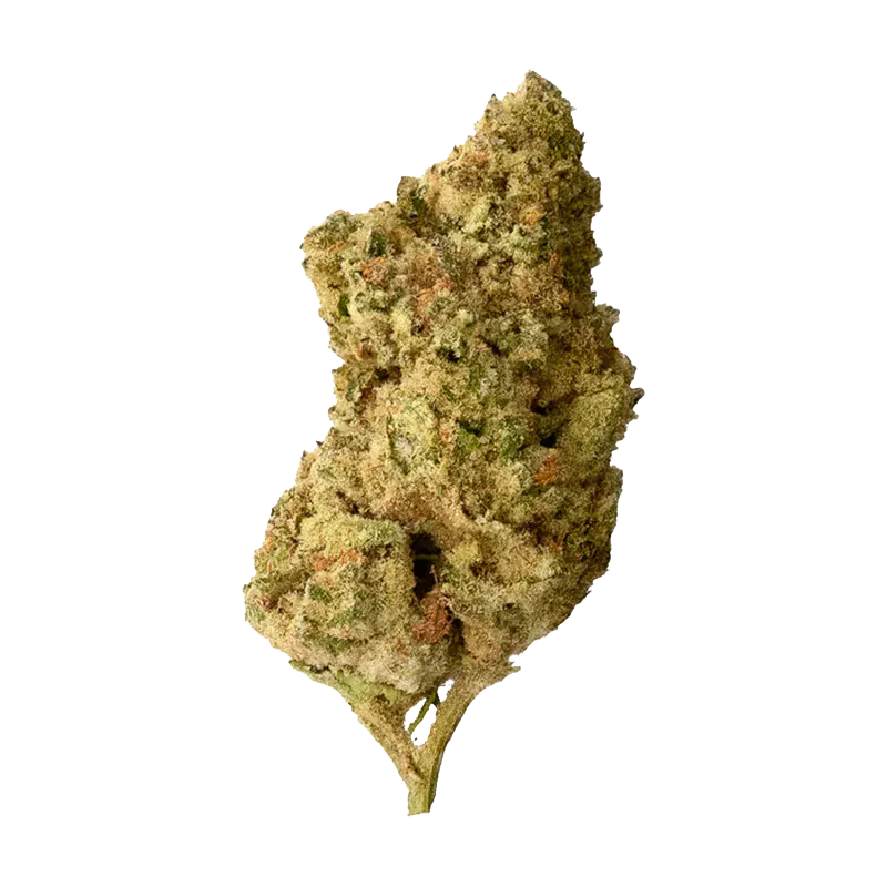 Single top-down view of a frosty, light-green Dolce Mia cannabis bud with orange pistils against a white background
