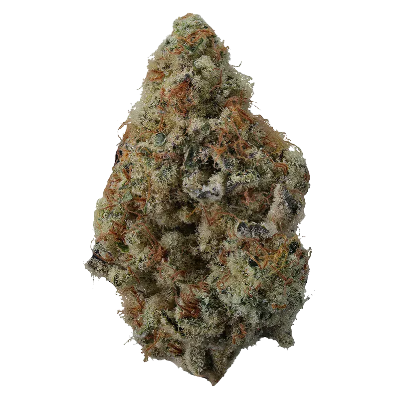 Close-up of a single dense bud of Spritzer showing frosty trichomes and orange hairs against a plain white background