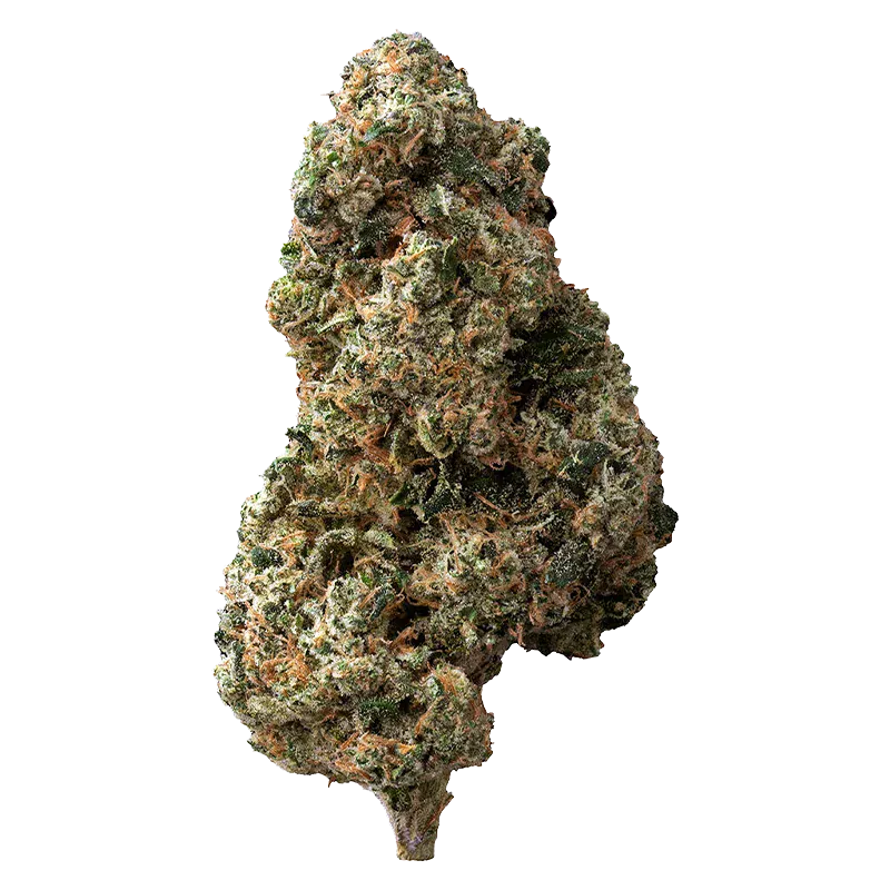 Close-up, isolated on white background, of a frosty green and orange bud of Sticky Bunz.