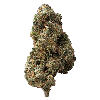 Close-up, isolated on white background, of a frosty green and orange bud of Sticky Bunz.