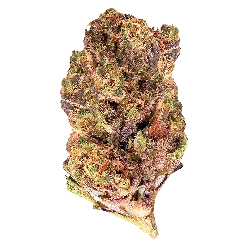 Close-up of a single "Grape Pie" bud showing purple-tinged green calyxes and orange pistils against a white background.