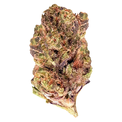 Close-up of a single "Grape Pie" bud showing purple-tinged green calyxes and orange pistils against a white background.