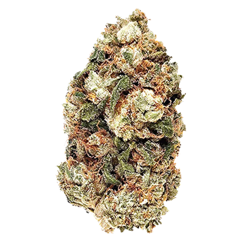 Close-up of a single Frosted Gumbo bud showing dense green and orange trichome-covered flowers against a white background.