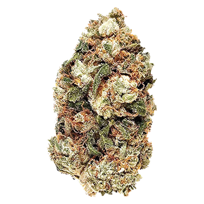Close-up of a single Frosted Gumbo bud showing dense green and orange trichome-covered flowers against a white background.