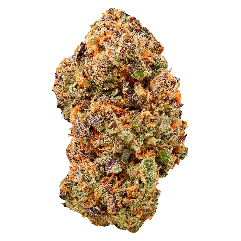 Close-up of a single dense bud against a white background, showing trichome frost and orange hairs on the Watermelon Mojo Zktlz.