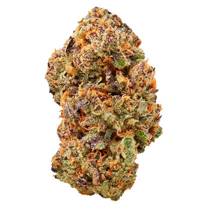 Close-up of a single dense bud against a white background, showing trichome frost and orange hairs on the Watermelon Mojo Zktlz.