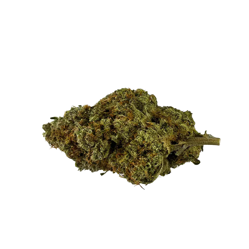 Close-up of a single Banjo cannabis bud laid on a white background, showing green and amber trichome-covered leaves.