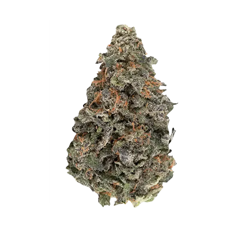 Close-up front view of a single dense, frosty bud of BC Organic Luv Affair showing green and purple hues with bright orange pistils.