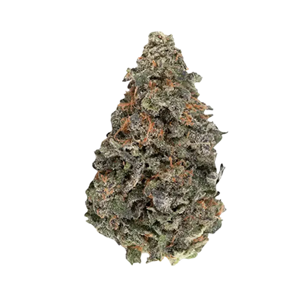 Close-up front view of a single dense, frosty bud of BC Organic Luv Affair showing green and purple hues with bright orange pistils.