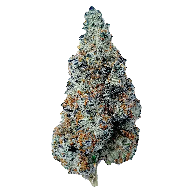 Close-up front view of a frosty, cone-shaped Slurriboof bud showing dense trichomes, orange pistils, and a white background