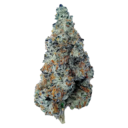 Close-up front view of a frosty, cone-shaped Slurriboof bud showing dense trichomes, orange pistils, and a white background