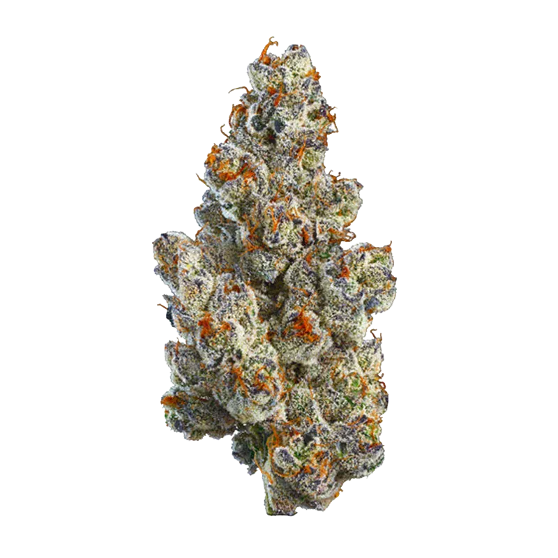 Close-up front view of a frosty, trichome-covered BC Organic Bling Blaow cannabis bud with bright orange pistils against a white background.