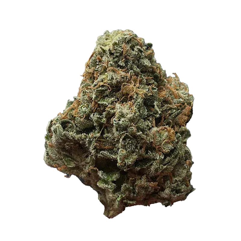 Close-up front view of a single green and orange resinous bud of Green Congo against a white background.