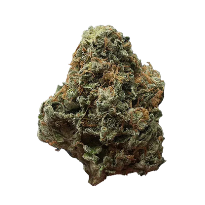 Close-up front view of a single green and orange resinous bud of Green Congo against a white background.
