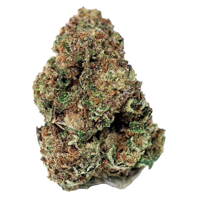 Close-up front view of the dense green and amber bud of "Northern Lights" against a clean white background.