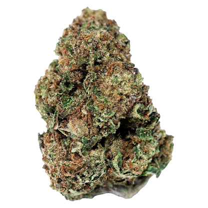 Close-up front view of the dense green and amber bud of "Northern Lights" against a clean white background.