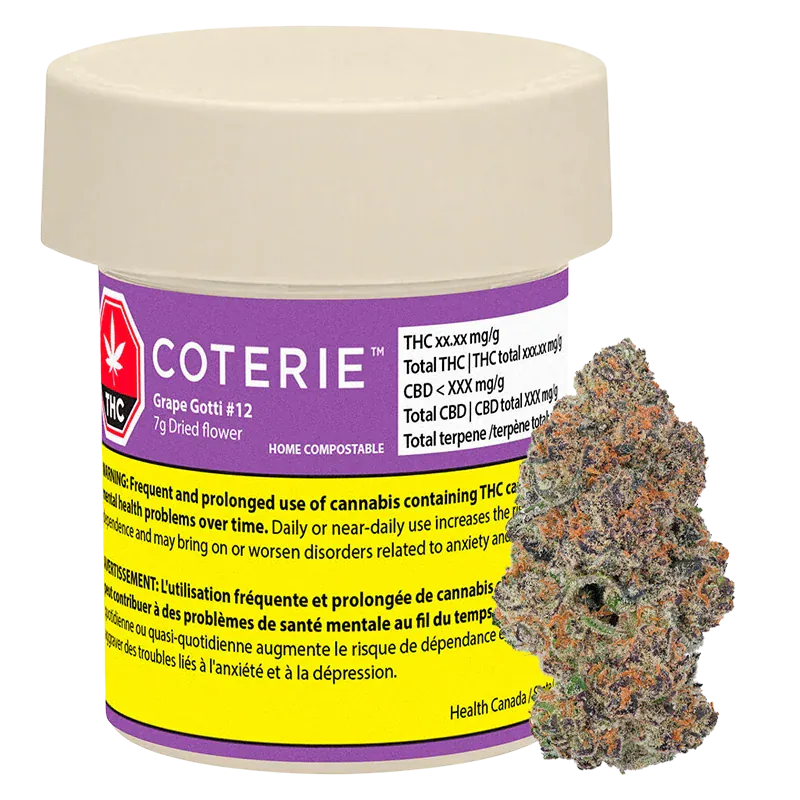 Front-facing shot of a purple-labeled Coterie Grape Gotti #12 7g container with a beige lid and a close-up nugget shown to its right