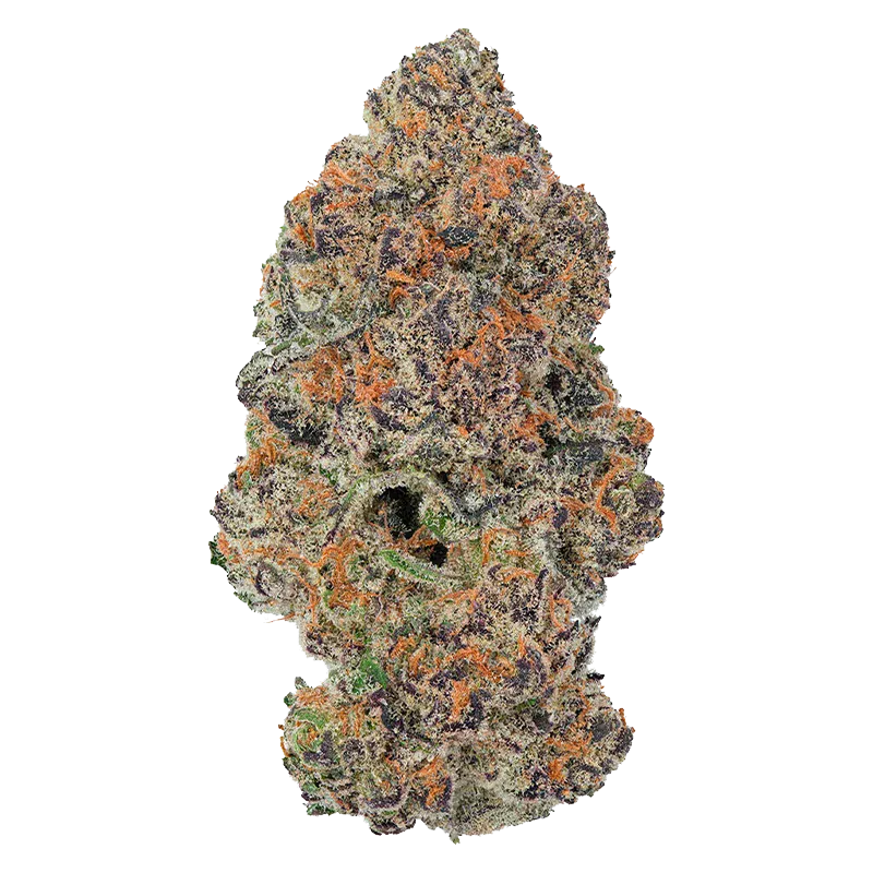 Close-up front view of a dense, frosty purple and green bud labelled Grape Gotti #12, showing orange hairs and crystalline trichomes.