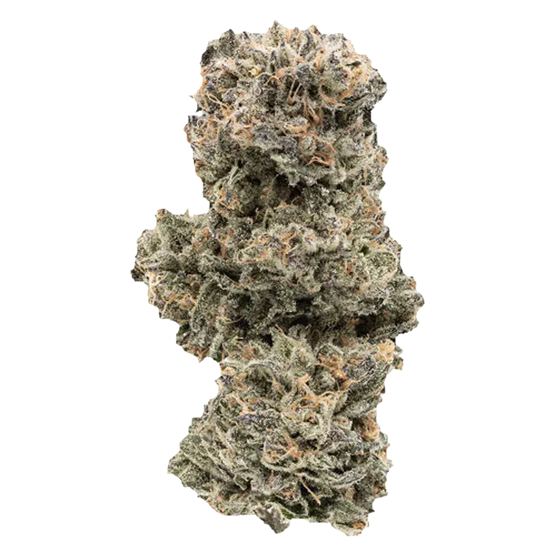 Close-up front view of a single frosty Kush Mints cannabis bud with dense green and orange hairs against a white background