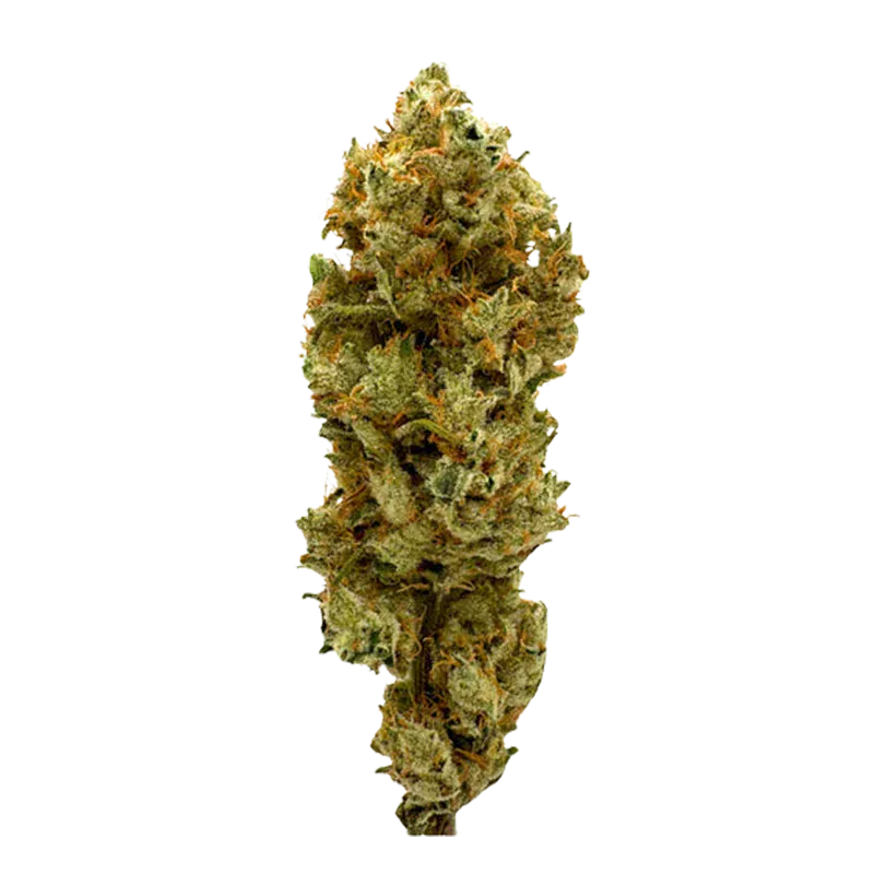 Single front-facing cannabis bud on a white background labeled Honey Bananas, showing dense green nugs with orange hairs and frosty trichomes.