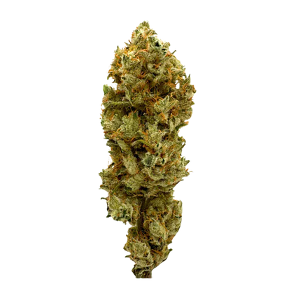Single front-facing cannabis bud on a white background labeled Honey Bananas, showing dense green nugs with orange hairs and frosty trichomes.