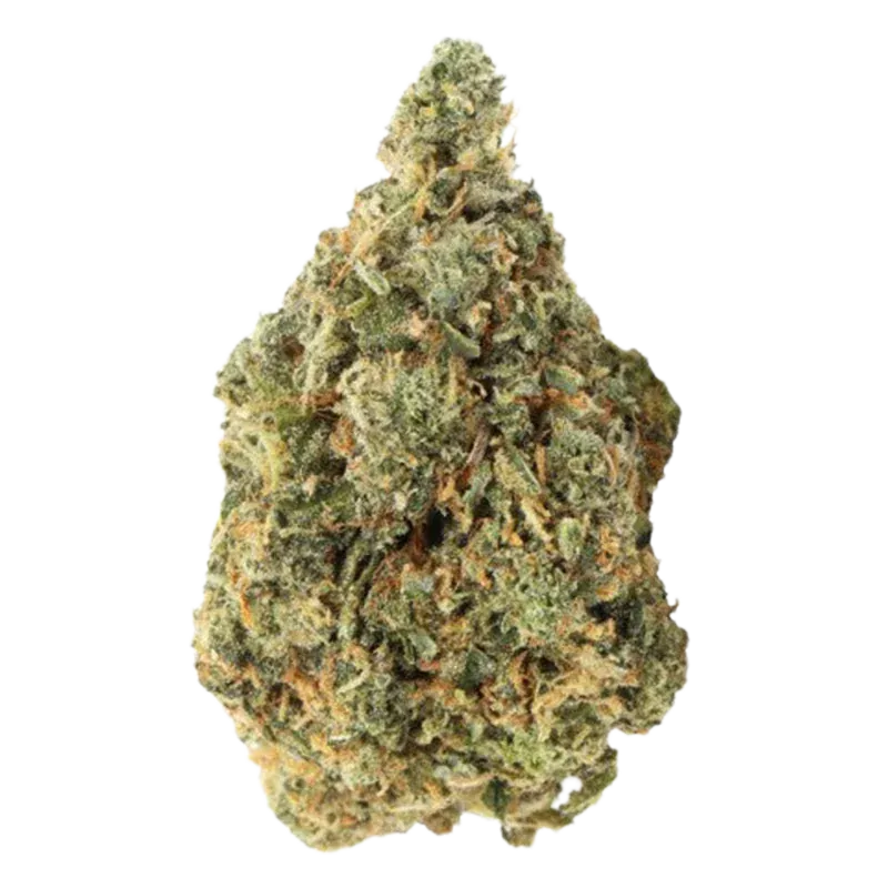 Top-down close-up of a single Bubblegum Marker cannabis bud against a white background, showing its frosty trichomes and orange hairs.