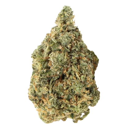 Top-down close-up of a single Bubblegum Marker cannabis bud against a white background, showing its frosty trichomes and orange hairs.