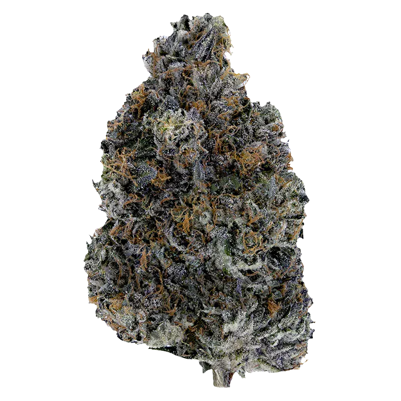 Close-up front view of a single frosty "Dark Rainbow" cannabis bud showing purple-tinged leaves, orange pistils, and crystalline trichomes.