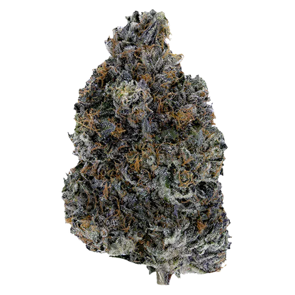 Close-up front view of a single frosty "Dark Rainbow" cannabis bud showing purple-tinged leaves, orange pistils, and crystalline trichomes.