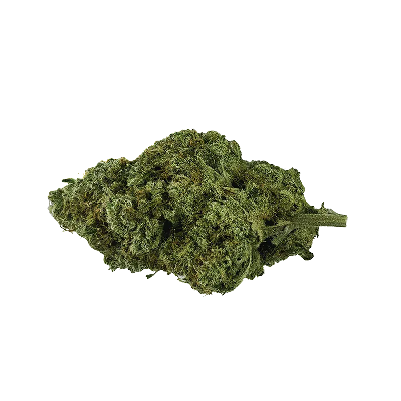 Close-up of a single green bud of Organic Mango Hashplant shown from the side on a white background.