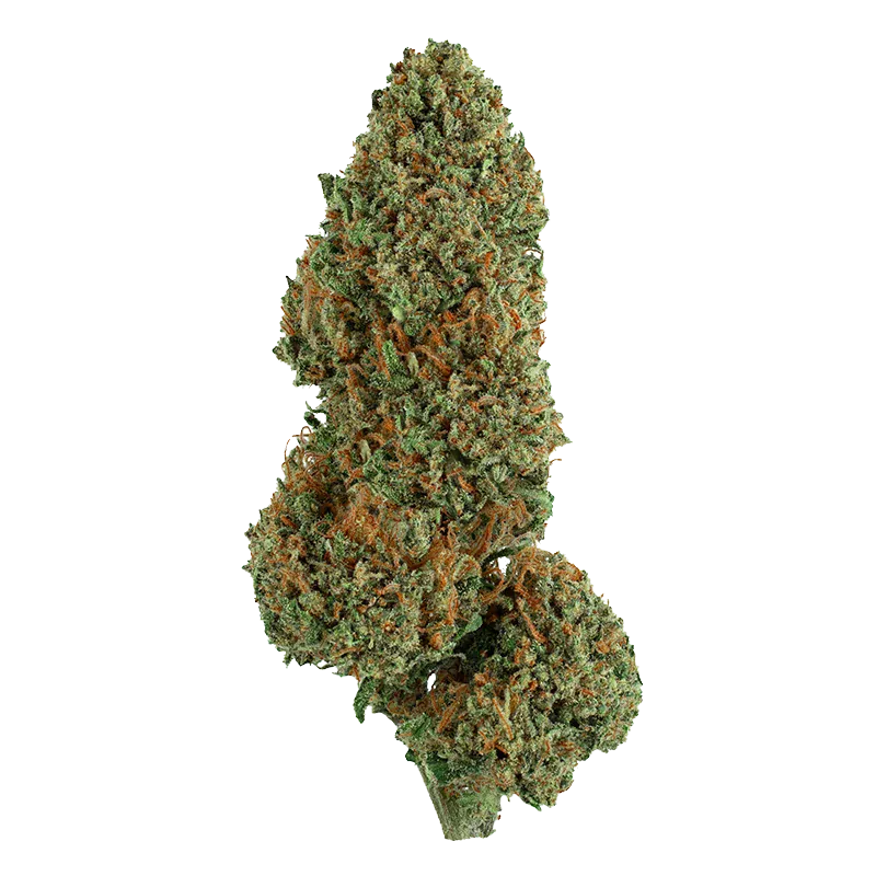 Close-up front view of a dense green and orange cannabis bud labeled "Cement Shoes" centered on a white background.
