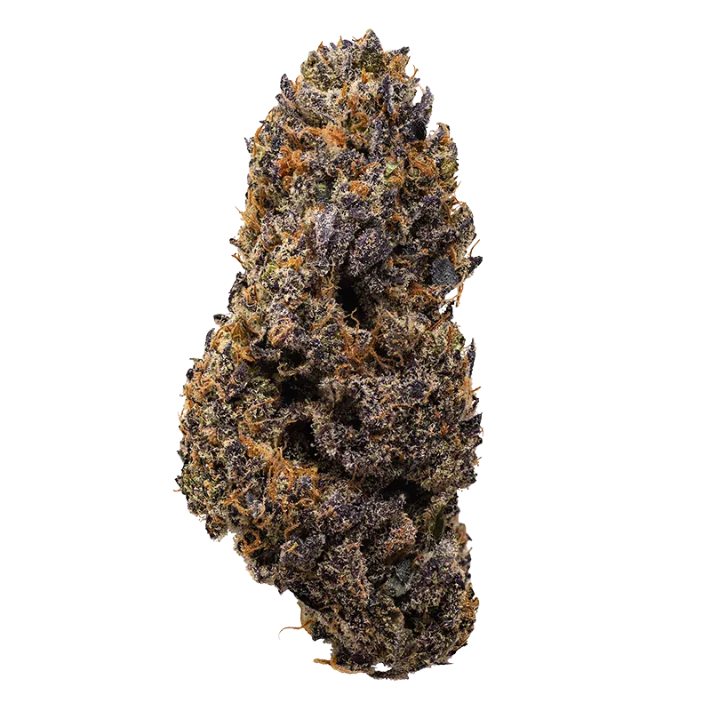 Close-up front view of a dense, purple-speckled Lemon Cherry Runtz bud against a white background, showing orange pistils and crystalline trichomes.