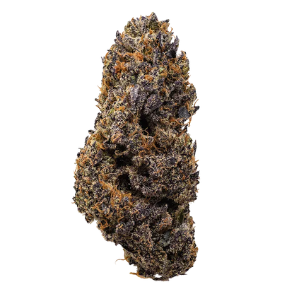 Close-up front view of a dense, purple-speckled Lemon Cherry Runtz bud against a white background, showing orange pistils and crystalline trichomes.