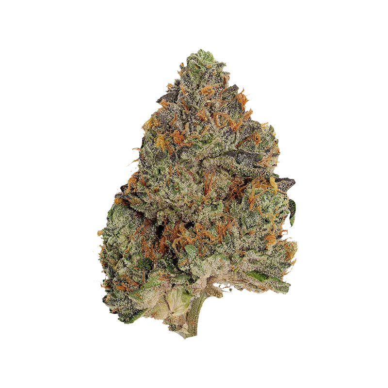 Close-up of a single frosty blue-green nugget of Blue Zushi with bright orange pistils and a white background